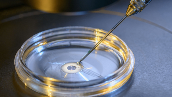 A petri dish in an IVF lab